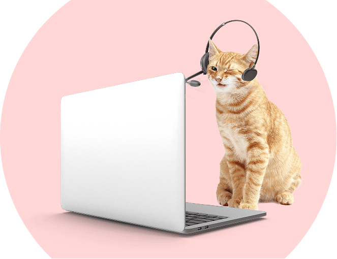 Gato Jezreel Vet